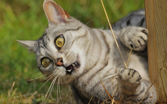 Cat open mouth paws post free wallpaper - medium preview image