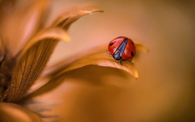 Ladybug flower macro photography blurry free wallpaper - medium preview image