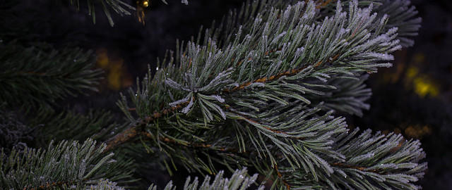 Pine snow needles yellow light free wallpaper - medium preview image