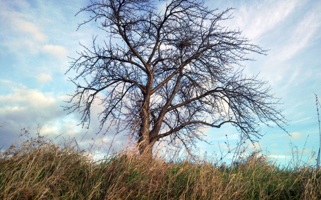 Bare tree field blue sky free wallpaper - medium preview image