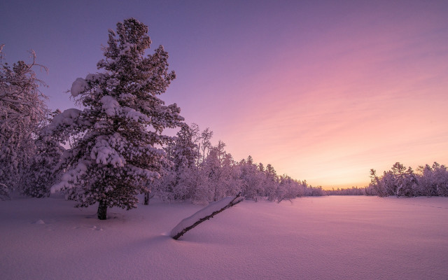 Snowy landscape tree purple sky free wallpaper - medium preview image