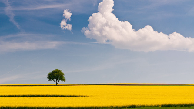 Lone tree yellow flower blue #4 free wallpaper - medium preview image