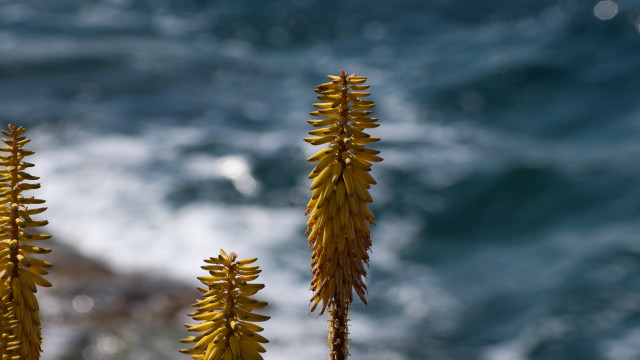 Sunflower ocean waves shallow depth free wallpaper - medium preview image