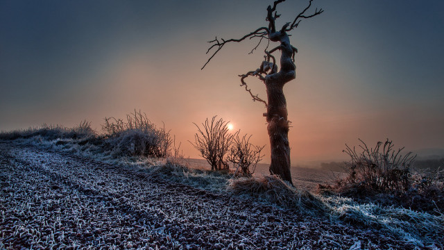 Frosty hilltop tree sunset gradient free wallpaper - medium preview image