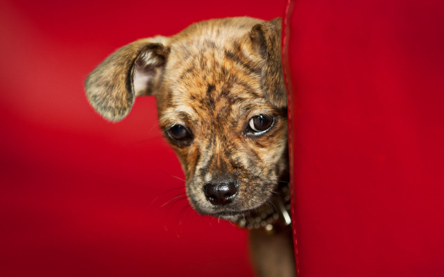 Shiba dog peeking red wall free wallpaper - medium preview image