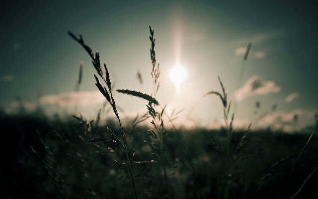 Sunset lake tree clouds plant free wallpaper for desktop - medium preview image