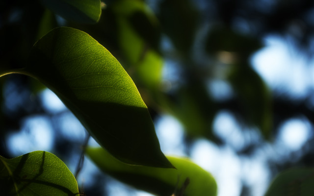 Leaf bokeh chromatic aberration raytrace free wallpaper - medium preview image