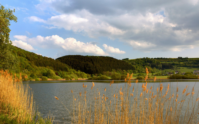 Lake trees grass cloudy sky free wallpaper - medium preview image