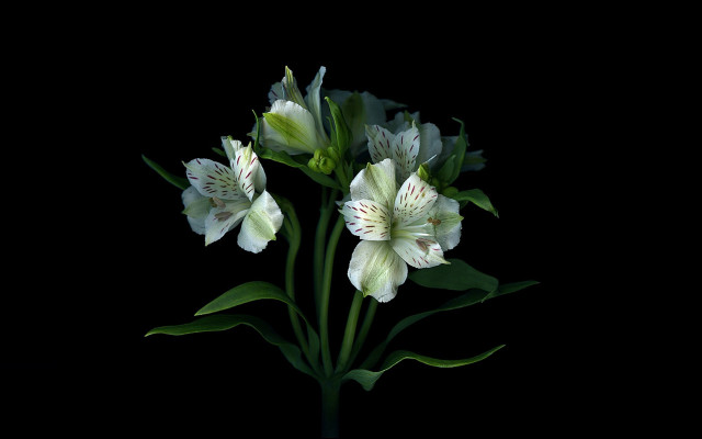 White flowers black background still free wallpaper - medium preview image