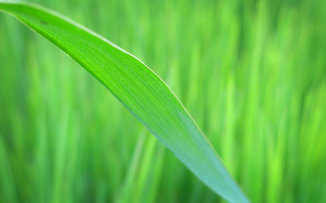 Green grass blurry background macro free wallpaper - medium preview image