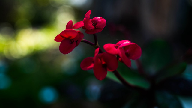 Red flower green leaves bokeh #3 free wallpaper - medium preview image