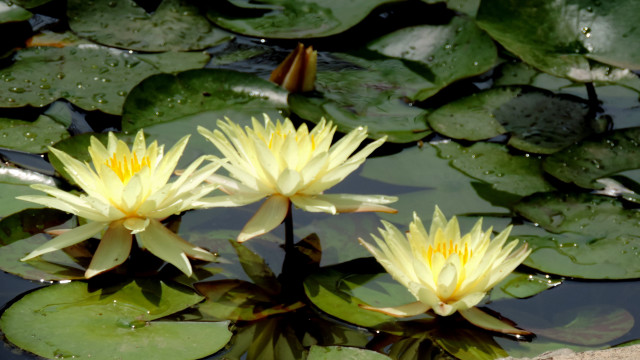 Yellow flowers pond lilies impressionist free wallpaper - medium preview image