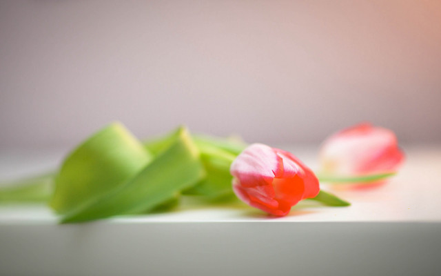 Pink flowers tabletop blurry background free wallpaper - medium preview image