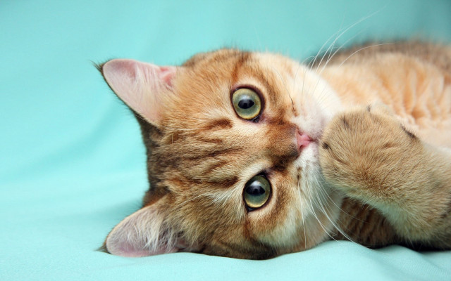 Cat laying blue blanket wide free wallpaper - medium preview image