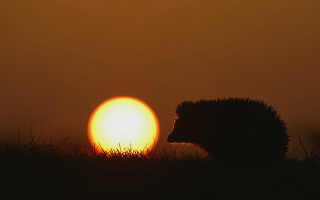 Hedgehog sunset silhouette field moon free wallpaper - medium preview image
