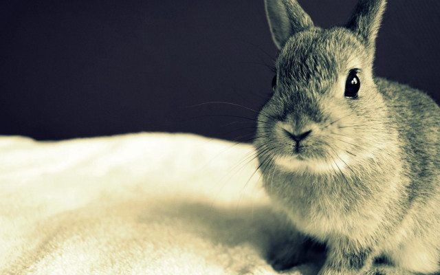 Small rabbit white blanket black free wallpaper - medium preview image