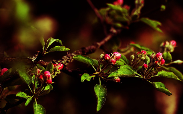 Pink branch flowers leaves butterfly free wallpaper - medium preview image