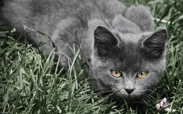 Cat grass yellow eye forest free wallpaper - medium preview image