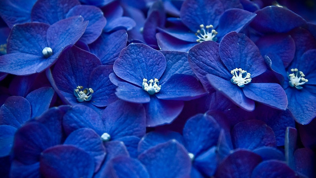 Blue flowers bouquet macro bug #2 free wallpaper - medium preview image