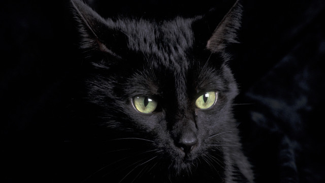Black cat green eyes gothic #7 free wallpaper - medium preview image