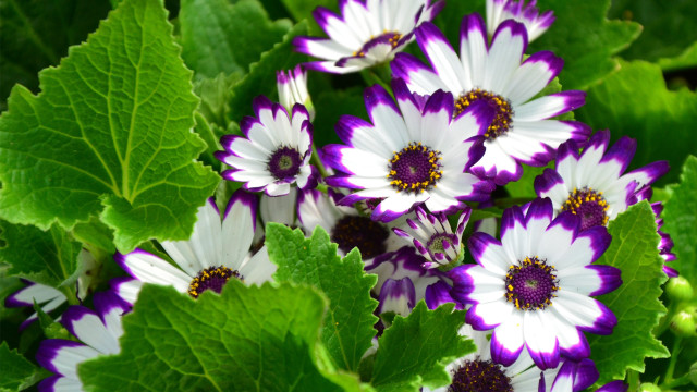 Purple white flowers garden macro free wallpaper - medium preview image