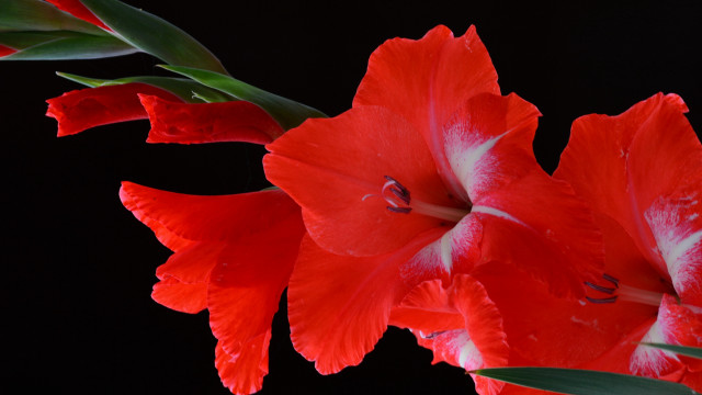 Red flower black background green free wallpaper - medium preview image