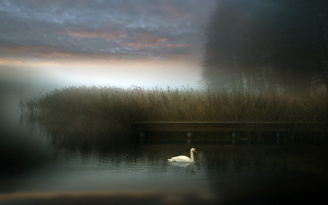 Swan lake tallgrass bench dusk free wallpaper - medium preview image