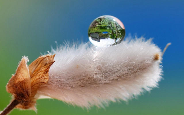 Dandelion water drop blue sky free wallpaper - medium preview image