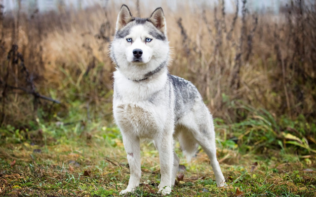 Husky field trees blurry blue free wallpaper - medium preview image
