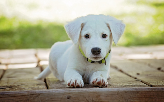 White puppy yellow collar wooden free wallpaper - medium preview image