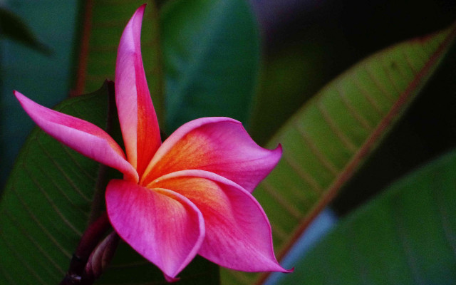 Pink lily macro flower green free wallpaper - medium preview image