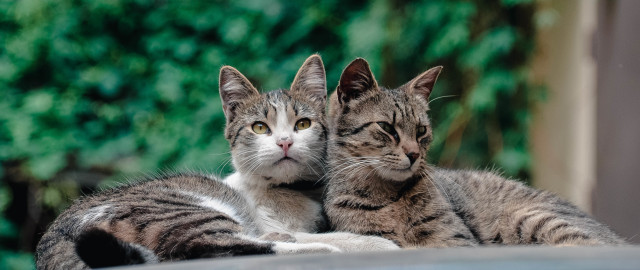 Cats table neoplasticism animal photography free wallpaper - medium preview image