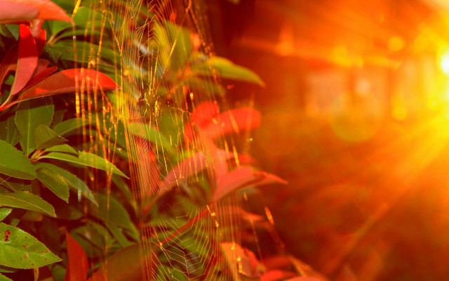 Plant light autumn leaves bamboo free wallpaper - medium preview image