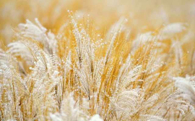Grass flowers water droplets autumn free wallpaper - medium preview image