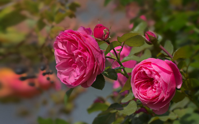 Pink rose leaves blurry background free wallpaper - medium preview image
