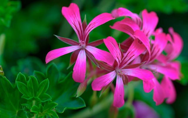 Pink flower butterfly bokeh leaf free wallpaper - medium preview image