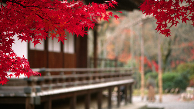 Red tree autumn leaves bridge free wallpaper - medium preview image