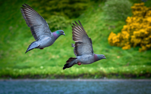 Birds water hillside yellow flowers free wallpaper - medium preview image