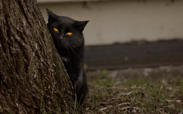 Black cat glowing eyes hiding free wallpaper - medium preview image
