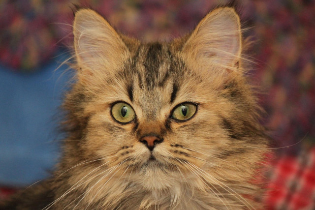 Green eyed cat impressionism blurry free wallpaper - medium preview image
