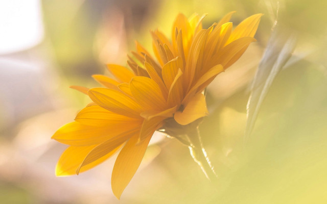 Yellow flower sunset outdoors macro free wallpaper - medium preview image