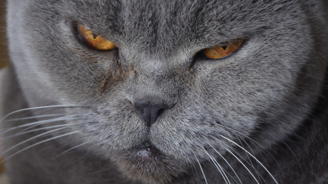 Cat yellow eyes serious angry free wallpaper - medium preview image
