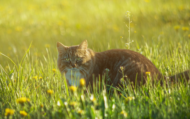 Cat field frisbee nature blurry free wallpaper - medium preview image