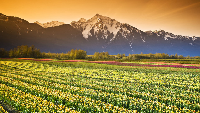 Flower field mountains sunset sky free wallpaper - medium preview image