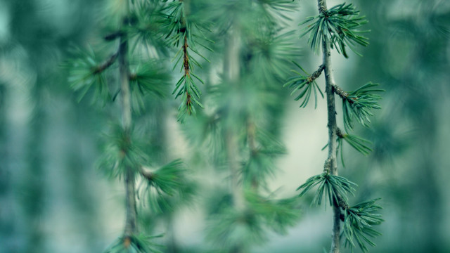 Pine needle branch blurry background #3 free wallpaper - medium preview image