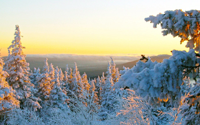Snow forest sunset skier winter free wallpaper - medium preview image