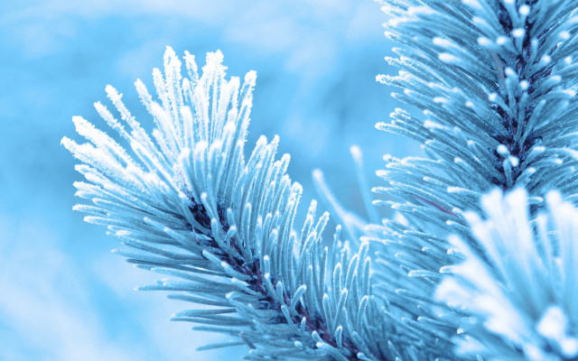 Pine snow needles blue sky free wallpaper - medium preview image