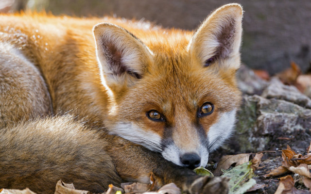 Fox leaves closeup furry photorealistic free wallpaper - medium preview image