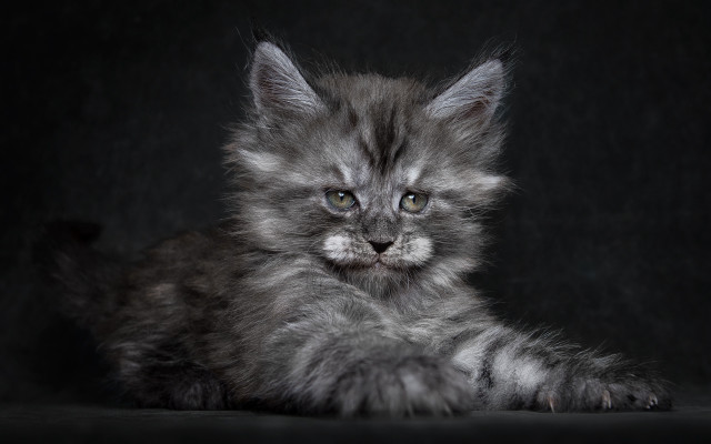 Small kitten sad face black free wallpaper - medium preview image