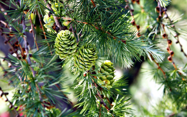 Pine tree cones needles nature free wallpaper - medium preview image
